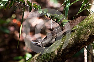 Jesus crist lizard sitting on a branch