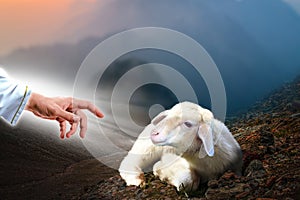 Jesus hand reaching out to a lost sheep photo