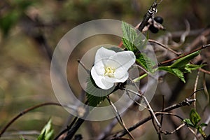 Jet bead / Endangered species plant