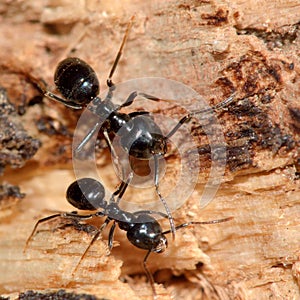 Jet black ants (Lasius fuliginosus)