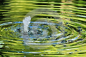 Jet of water in a pond forming waves