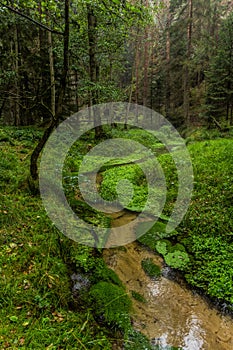 Jetrichovicka Bela stream in the Czech Switzerland National Park, Czech Republ photo