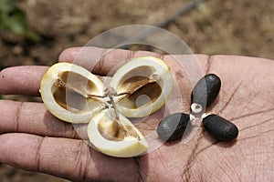 Jetropha seeds