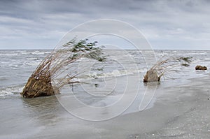 Jetsam at the coast of the black sea