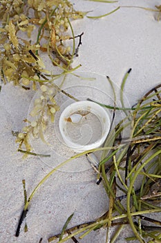 Jetsam - shell in cap with tang and algae