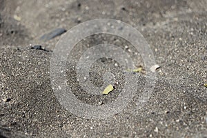 Jetsam sitting on the black sand on a beach in Tenerife