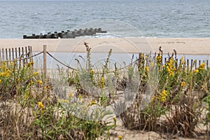 The jetty on the beach in Rehoboth Delaware with sand dunes in the foreground.