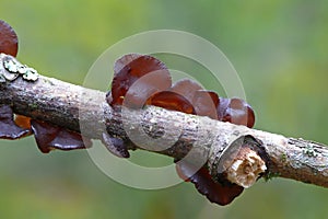 Jew's ear