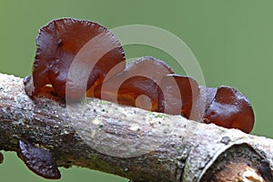 Jew's ear