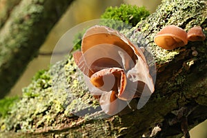 Jew`s ear, black wood ear, jelly ear Fungus,  Auricularia auricula-judae, growing on a tree in the UK.