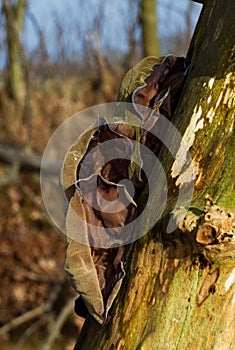 Jew& x27;s ear, a jelly fungus