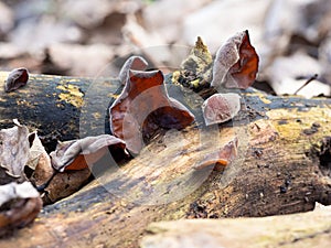 Jew`s ear mushroom Auricularia auricula-judae