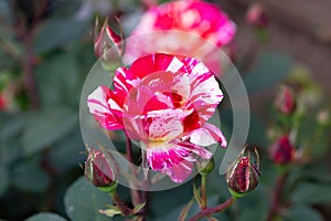 The jewel of any gardener\'s garden, the Abracadabra rose