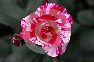 The jewel of any gardener\'s garden, the Abracadabra rose