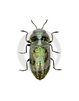Jewel Beetle Anthaxia on white Background