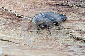 Jewel beetle on bark