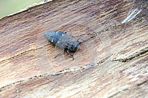 Jewel beetle on bark