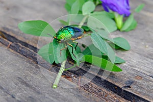 Jewel beetle or Buprestidae on a green branch.