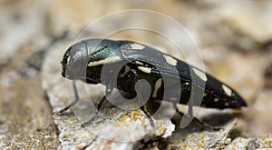 Jewel beetle, Buprestis octoguttata on pine bark