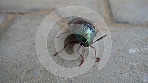 Jewel beetle or Chrysocoris stollii on the cement block texture. Macro insect sternocera and green head with wings. indian flyer