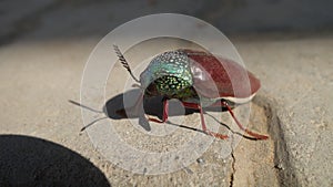 Jewel beetle or Chrysocoris stollii on the cement block texture. Macro insect sternocera and green head with wings. indian flyer