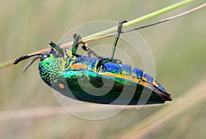 Jewel beetle climbing grass, Close up shot