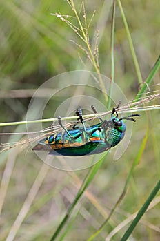 Jewel beetle climbing grass, Close up shot