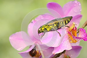 A jewel beetle from the family buprestidae resting in a bush.