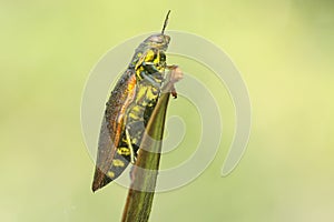 A jewel beetle from the family buprestidae resting in a bush.