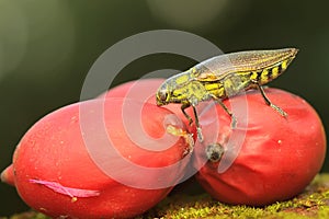 A jewel beetle from the family buprestidae resting in a bush.