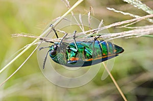 Jewel beetle in field macro shot