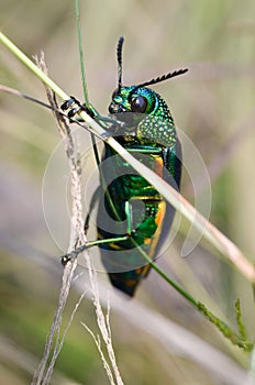 Jewel beetle in field macro shot