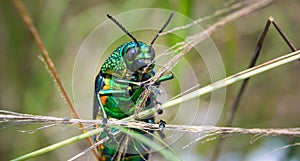 Jewel beetle in field macro shot