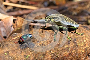 Jewel Beetle and fly