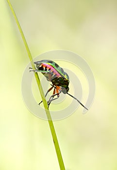 Jewel Beetle On The Grass