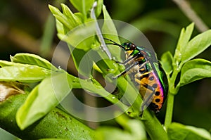 Jewel beetle in green nature