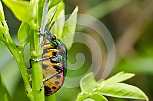 Jewel beetle in green nature