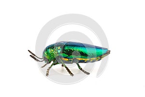 Jewel beetle or metallic boring beetle close up