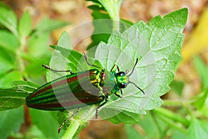 Jewel beetle, Metallic wood-boring beetle, Buprestid