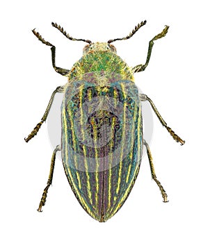 Jewel beetle or metallic wood-boring beetle, Julodis andreae sulcata Coleoptera: Buprestidae. Adult. Dorsal view. Isolated