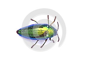 Jewel beetle or Metallic wood-boring beetle in Southeast Asia.