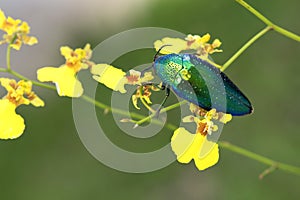 Jewel beetle or Metallic wood-boring beetle in Southeast Asia.