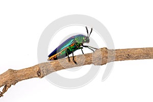 Jewel beetle standing on branch on white background