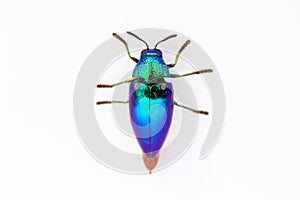 Jewel beetle Sternocera aequisignata isolated on white background