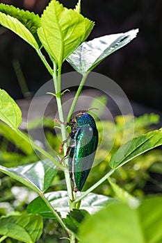 Jewel Beetle Sternocera ruficornis