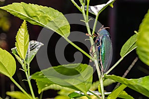 Jewel Beetle Sternocera ruficornis