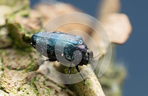 Jewel beetle, Trachys minuta on wood