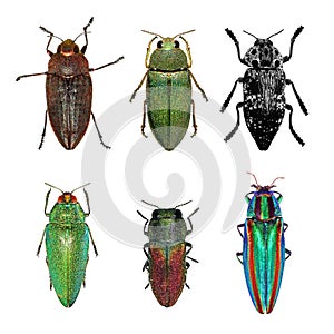 Jewel beetles