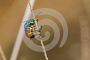 Jewel Bug