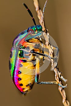 Jewel Bug